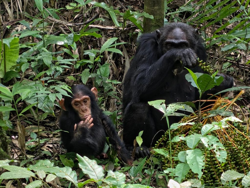 Budget Safaris in Uganda