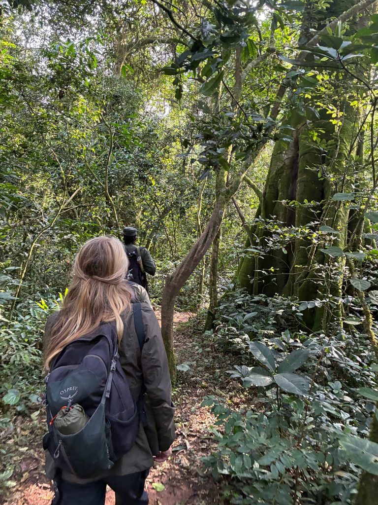 Visiting the Ngogo Chimpanzees Featured in Netflix’s Chimp Empire