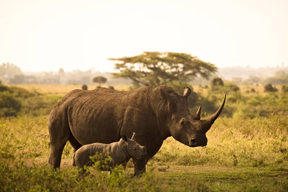 The Only Place to See Rhinos in Uganda
