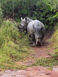 Uganda to Host the First Rhino Naming Ceremony