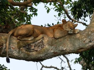 Honeymoon Safaris in Uganda: