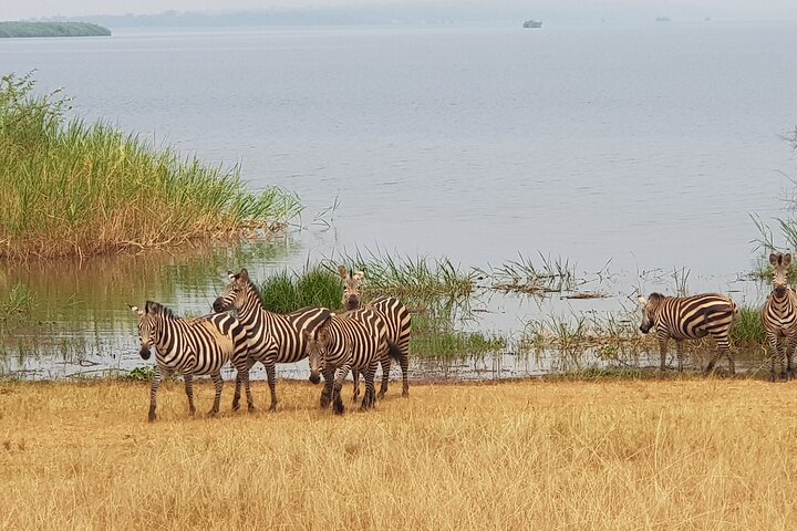 Game Viewing Safaris in Uganda