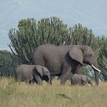 Why Elephants Never Forget