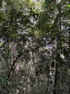 Kibale National Park