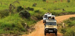 Game Viewing Safaris in Uganda: