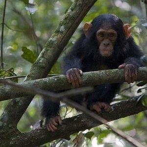 Chimpanzee Trekking in Nyungwe National Park: