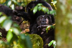 Chimpanzee Holidays in Uganda