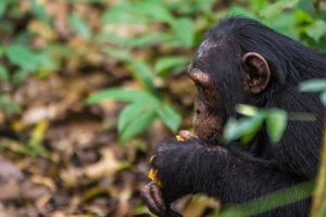 Uganda Chimpanzee Safaris