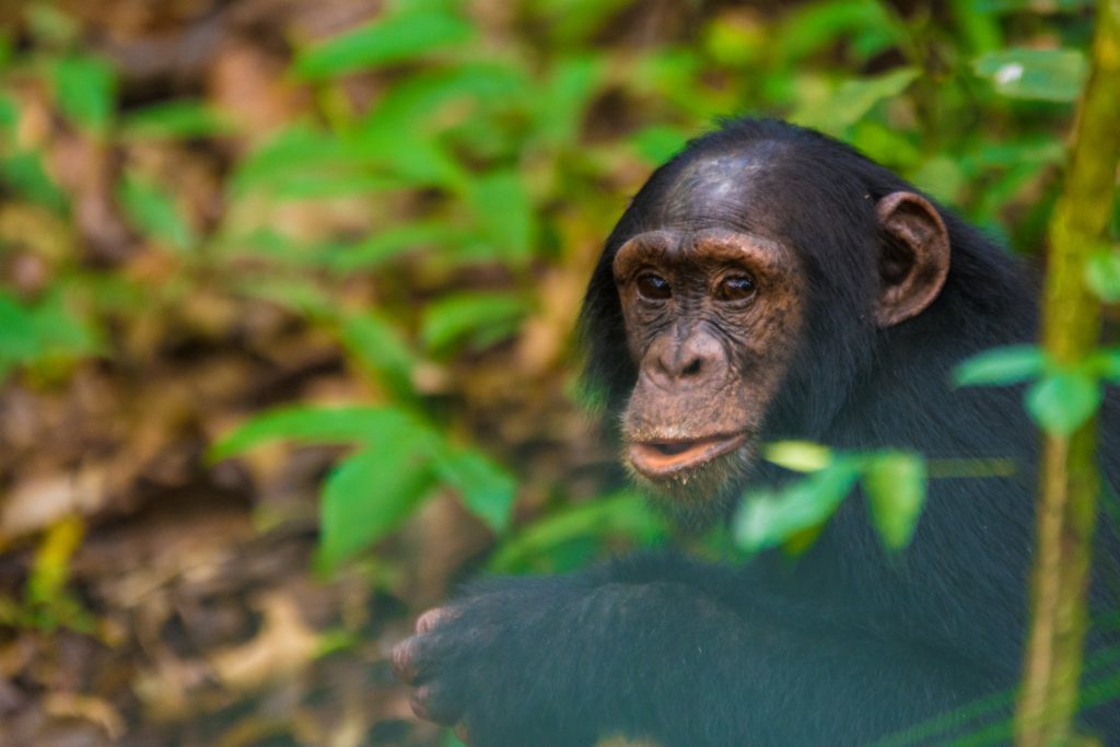 Uganda Chimpanzee Safaris