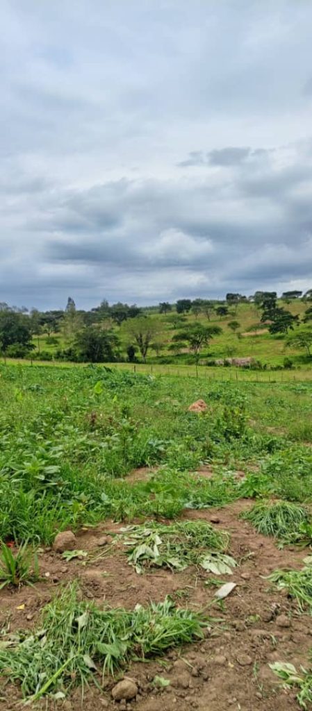 Fauna and Flora in Uganda:
