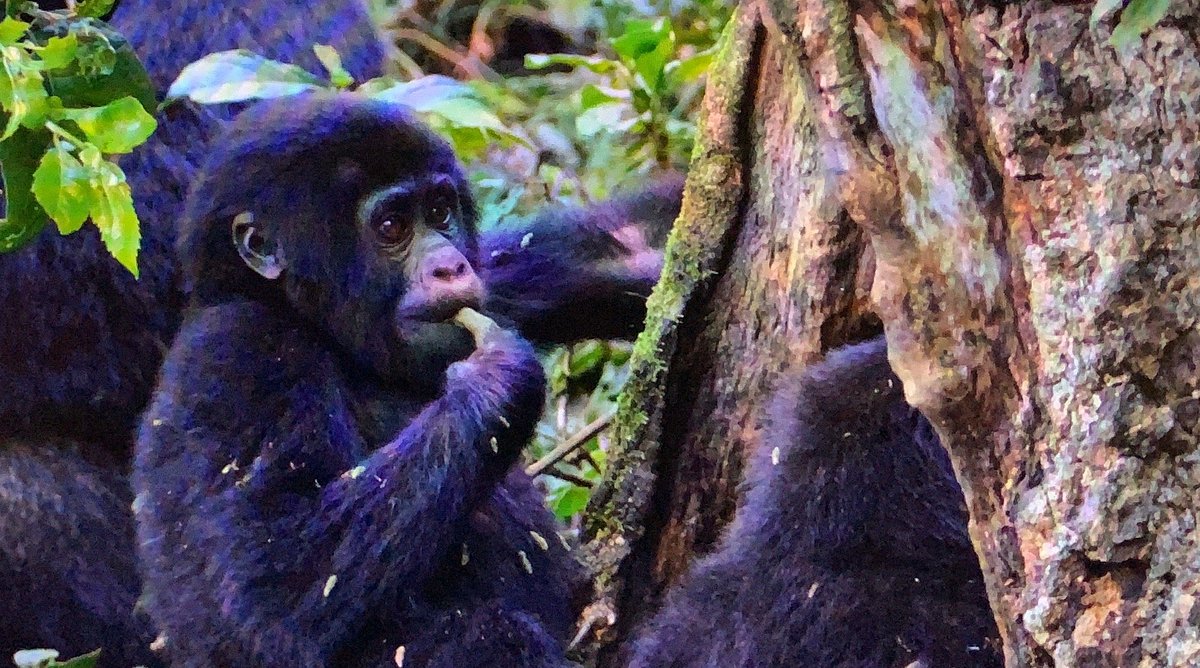East African Community Residents Gorilla Permit Discounts