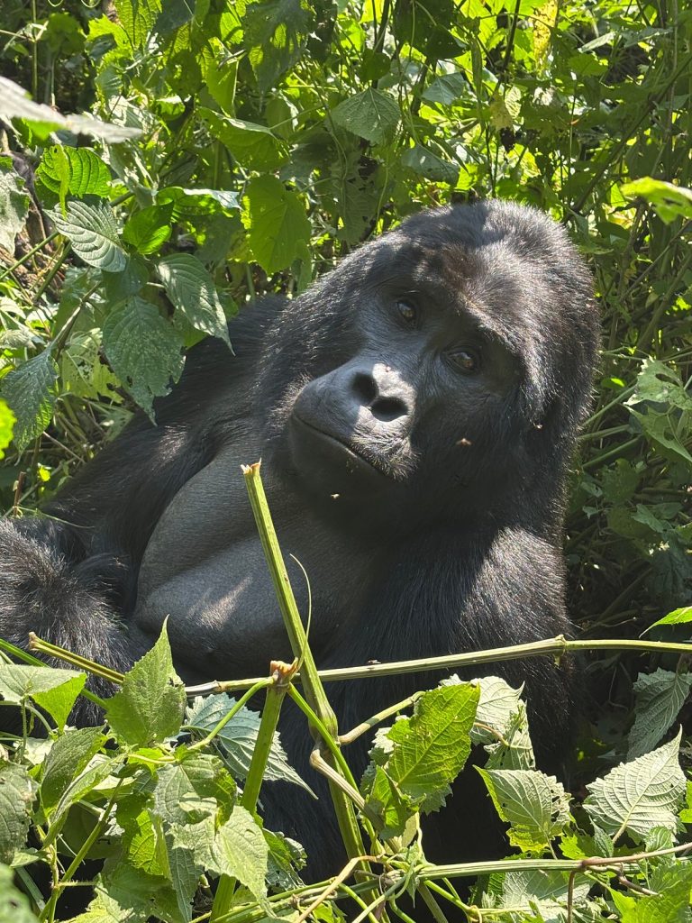 Other Things to Do in Rushaga After Gorilla Trekking