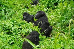 Uganda Travel Guide 2026 2027