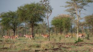 Visiting Pian Upe Wildlife Reserve