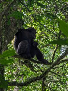 A Must-Do Activities in Uganda: