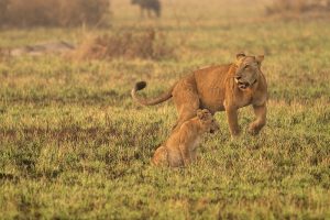 The African Lion: Africa's Ultimate Wildlife Icon