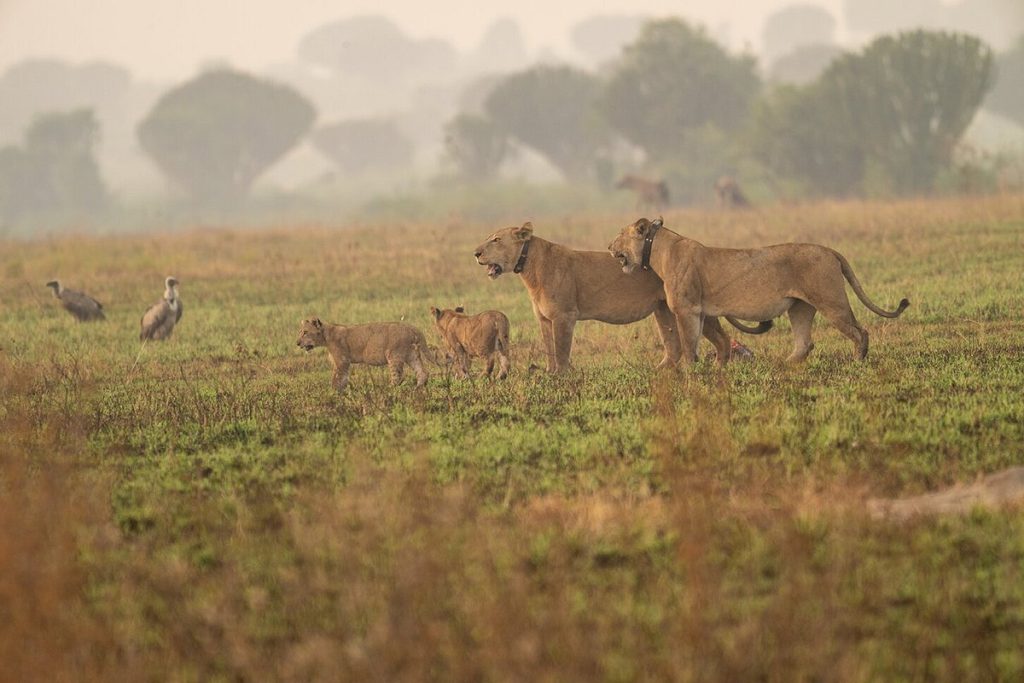 Top Tips for the Best Uganda Safari Experience