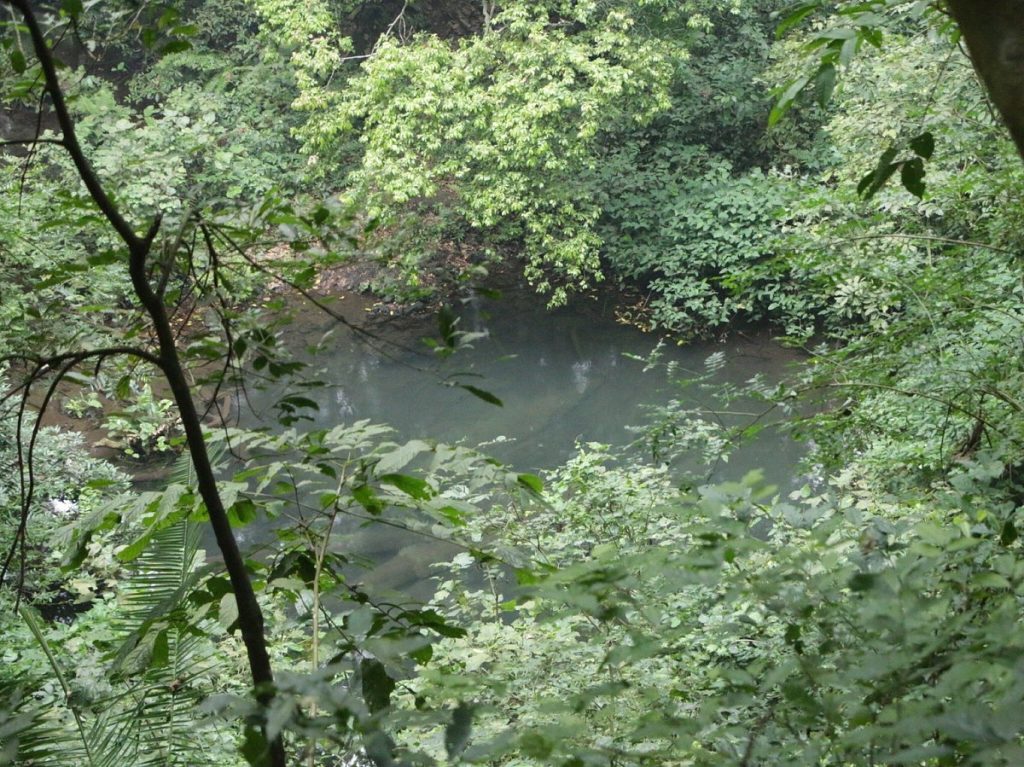 Maramagambo Forest: