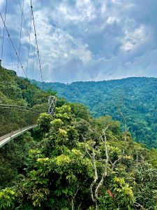 Chimpanzee Trekking in Nyungwe National Park: