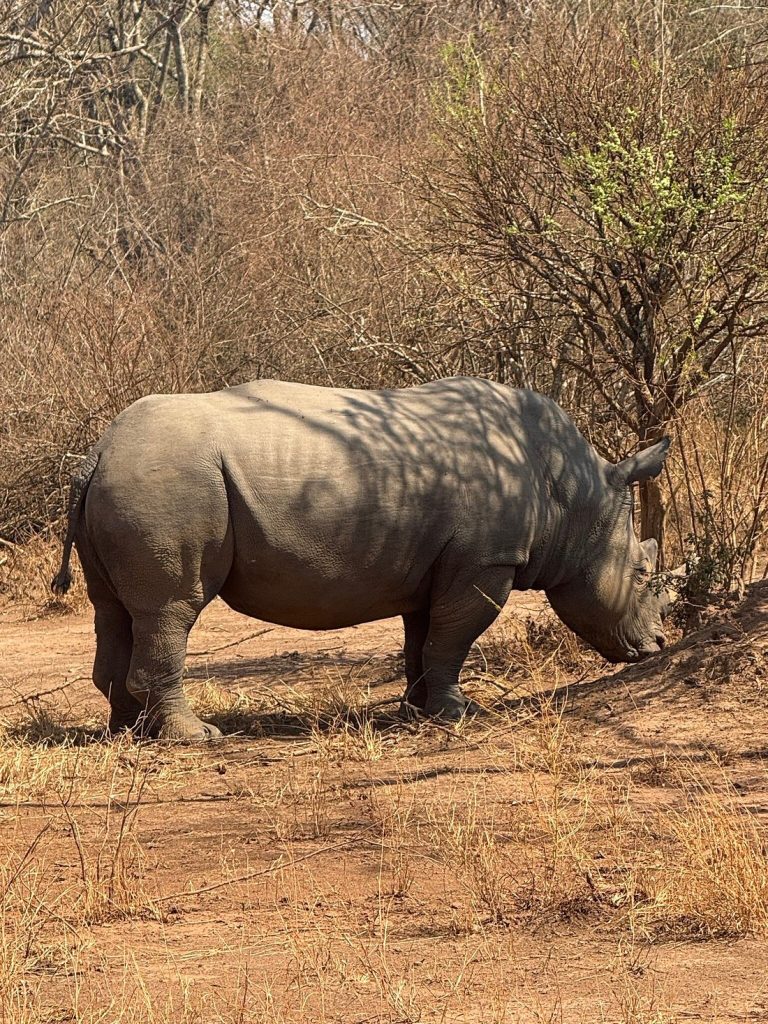 Uganda to Host the First Rhino Naming Ceremony