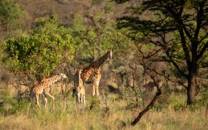 Visiting Pian Upe Wildlife Reserve