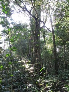 Chimpanzee Trekking in Kalinzu Forest