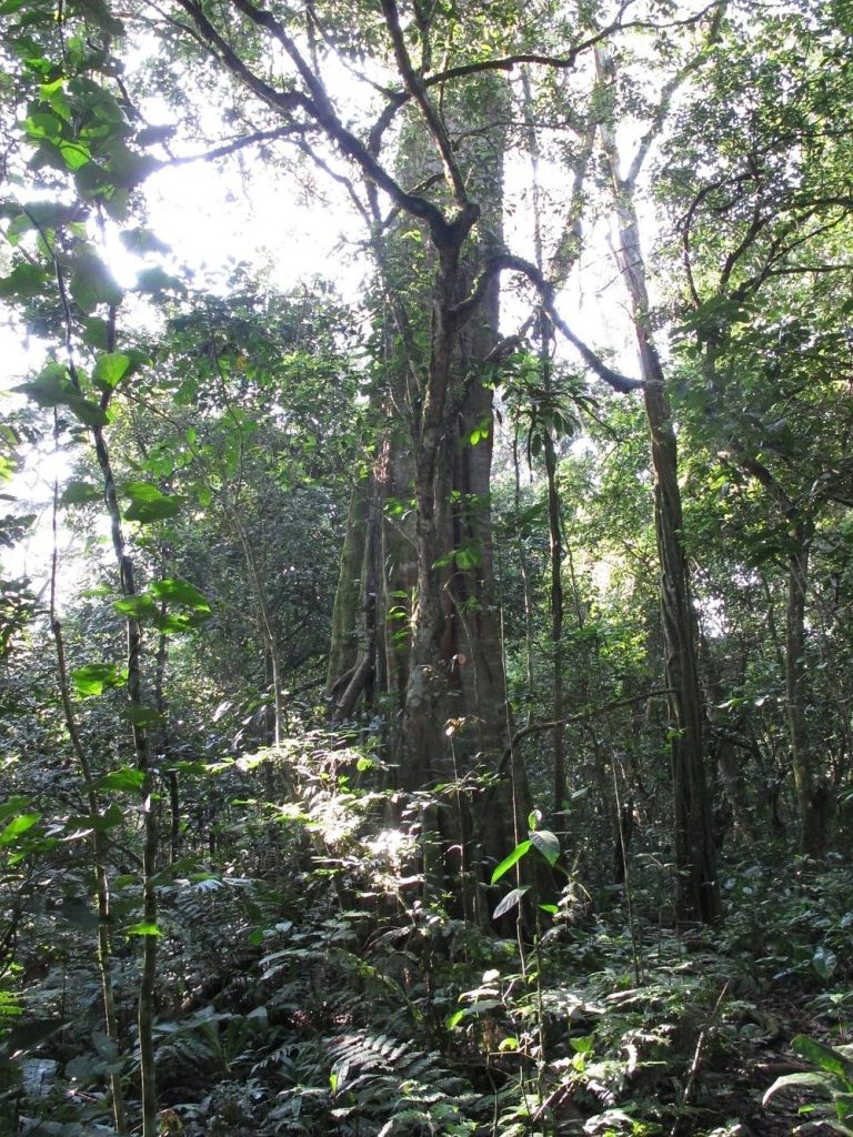 Chimpanzee Trekking in Kalinzu Forest