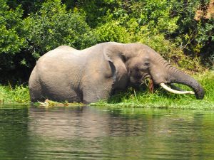Boat Cruise Safari in Murchison Falls National Park