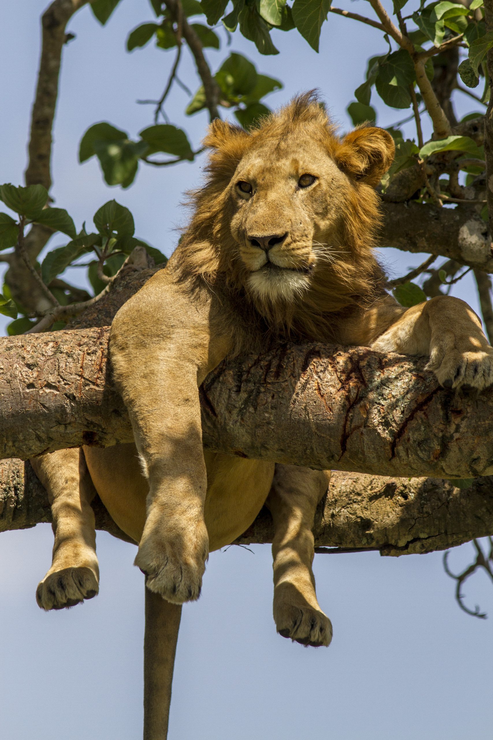 The African Lion: Africa’s Ultimate Wildlife Icon