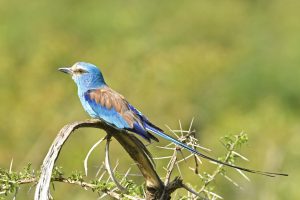 Bird Watching Safaris in Rwanda