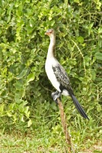 Bird Watching Safaris in Rwanda