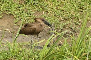 Bird Watching Safaris in Rwanda