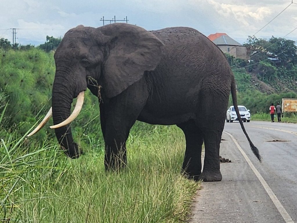 A Must-Do Activities in Uganda: