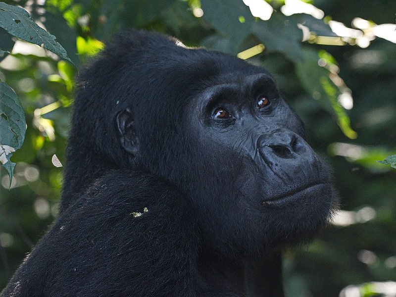 How to Book a Gorilla Trekking Safari in Uganda: