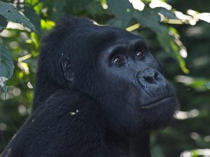 10-Day Uganda Gorilla and Primates Safari