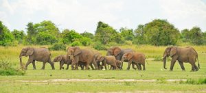 The African Elephant: Africa's Gentle Giant