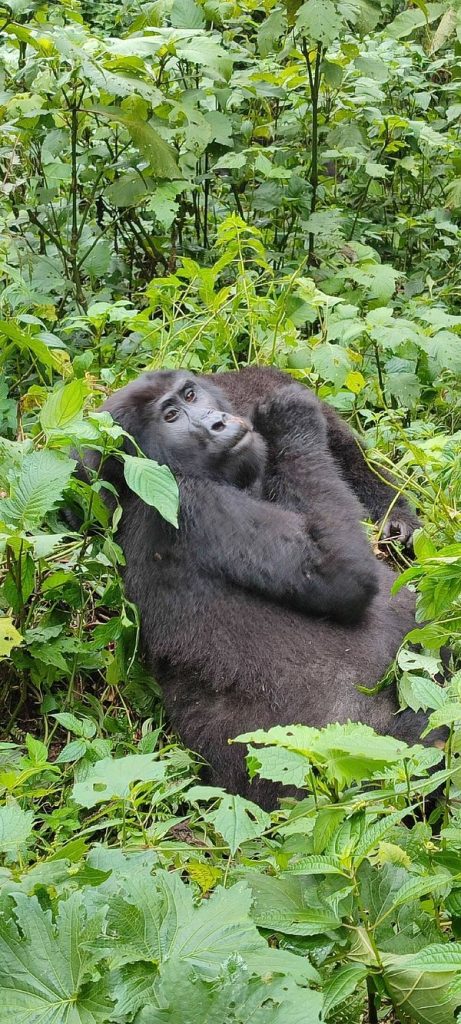 Which Country in Africa Has the Most Gorillas in the World?