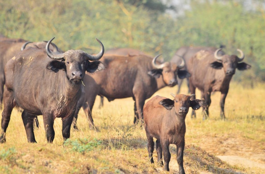 The African Buffalo