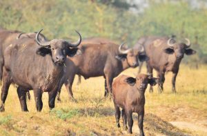 The African Buffalo