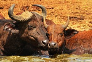 The African Buffalo: