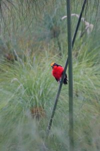 Popular Birds in Uganda