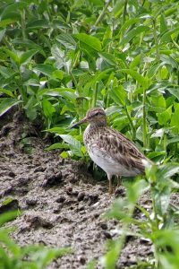 Popular Birds in Uganda