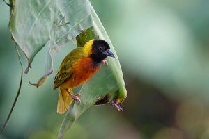Popular Birds in Uganda