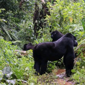 Can Couples Trek Gorillas and Chimpanzees in the Same Trip?