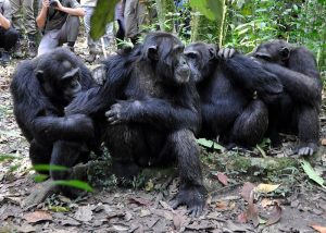Why Combine Uganda Gorilla Trekking with Nyungwe Chimpanzee Tracking?