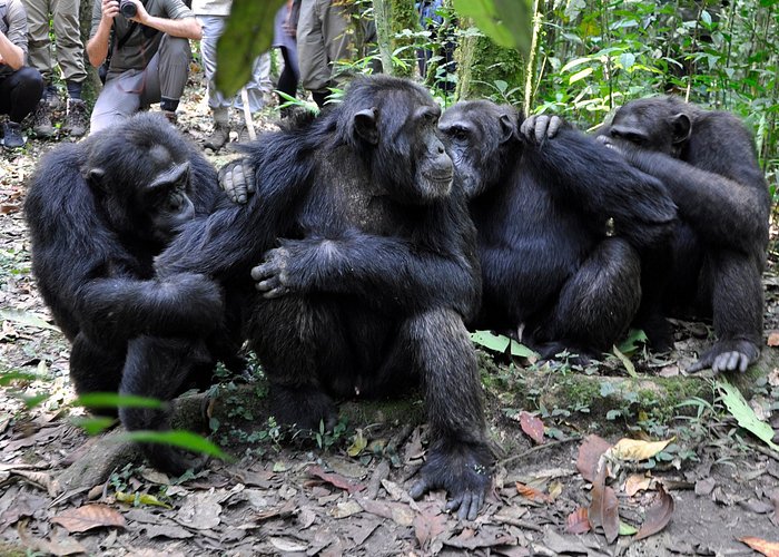 Why Combine Uganda Gorilla Trekking with Nyungwe Chimpanzee Tracking?