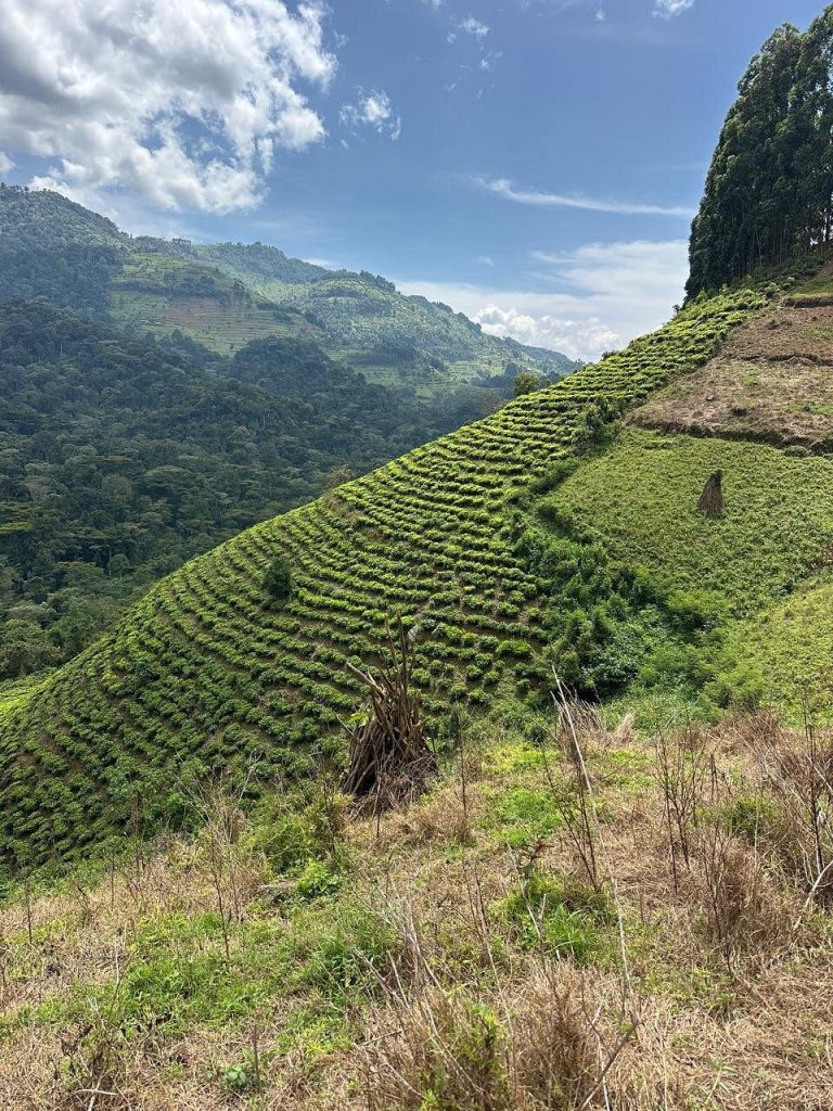 Uganda and Rwanda Combined Safari Packages: