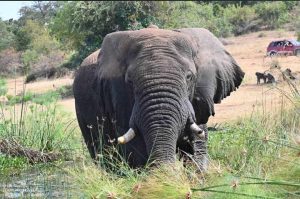 Ultimate Uganda and Rwanda Wildlife Safari: