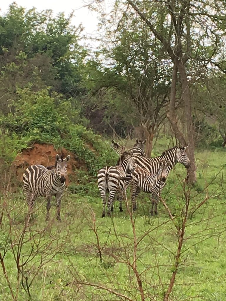 Akagera Honeymoon Safari: A Romantic African Escape in Rwanda
