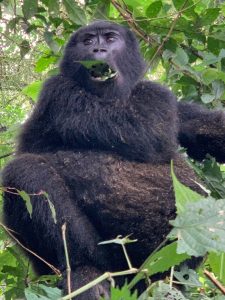 https://en.wikipedia.org/wiki/Bwindi_Impenetrable_National_Park